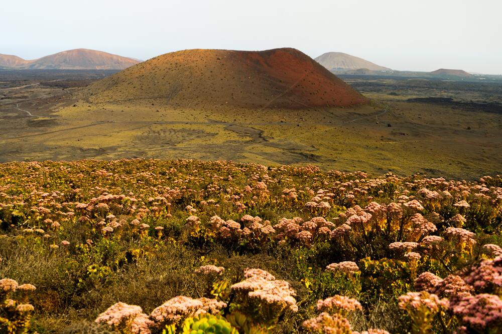 Bejeque de Malpaís con Montaña Colorada