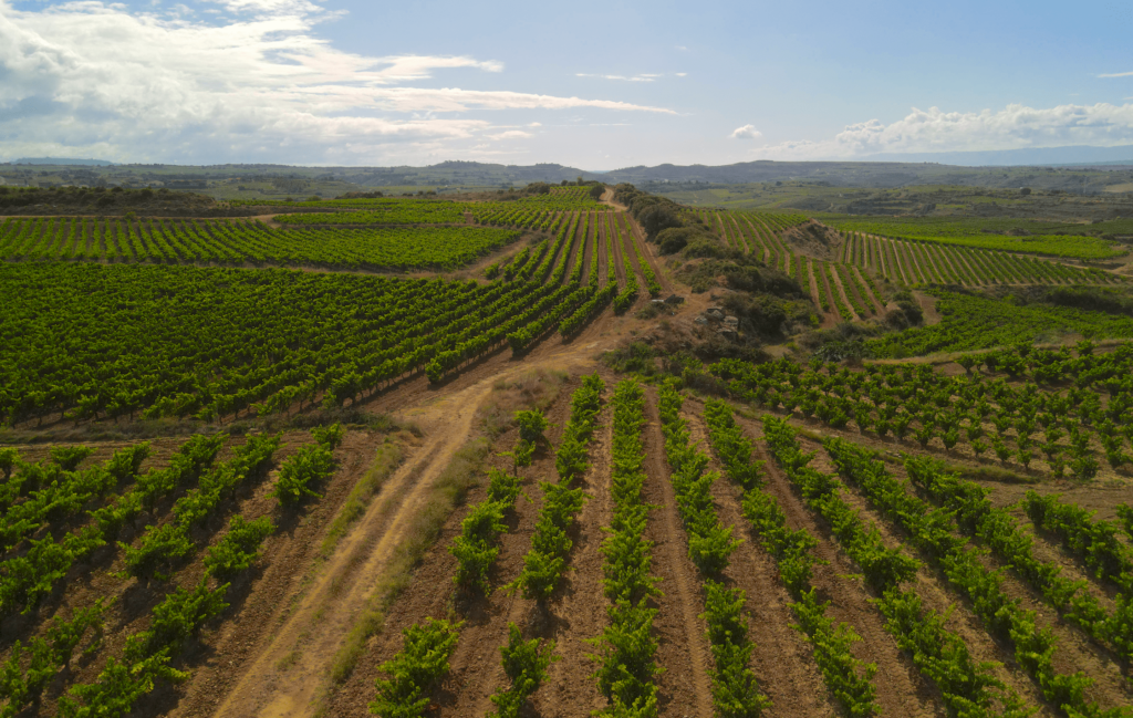 Campos de vid en La Rioja
