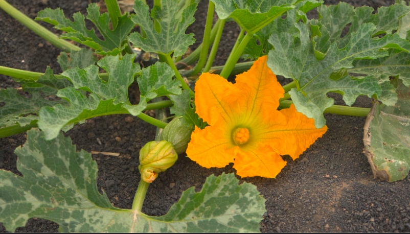 Flor de calabacín en Tenesar, Lanzarote