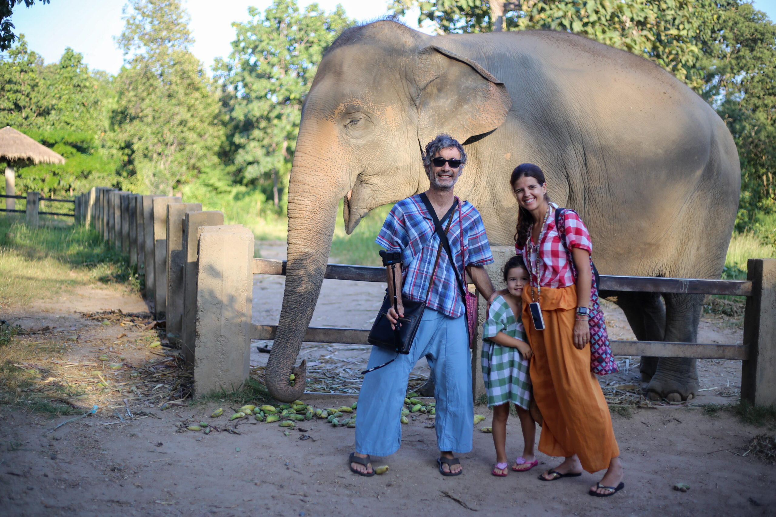 Elefante en Chiang Mai