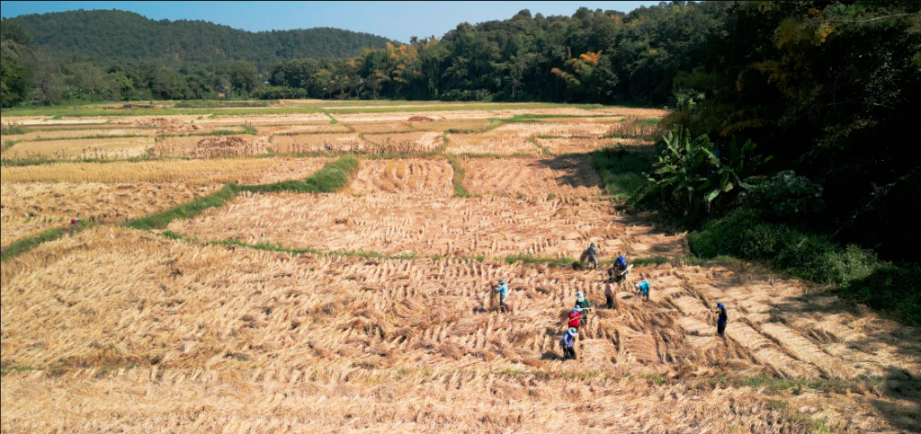 Trabajadores de arroz entre Chiang Rai y Chiang Mai
