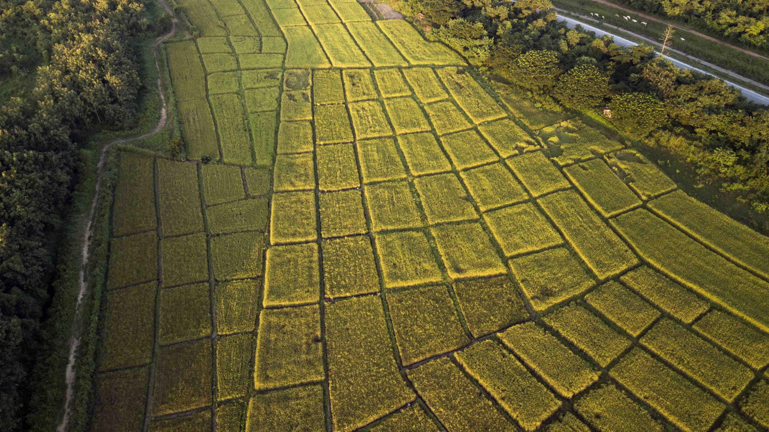 Campo de arroz en terrazas Nan sapan