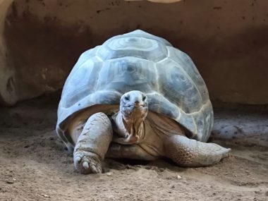 Tortuga por Natxo Castillo