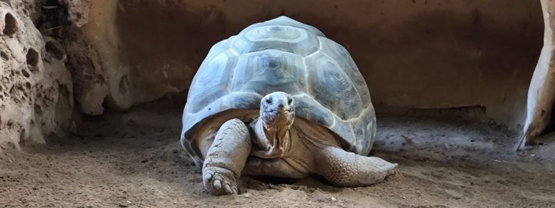 Tortuga por Natxo Castillo